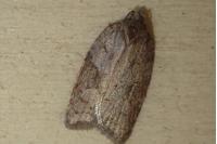 Acleris sparsana