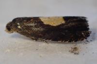 Pammene regiana