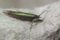 Coleophora