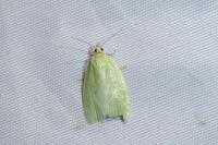 Tortrix viridana