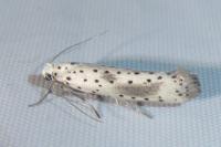 Yponomeuta irrorella