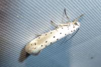 Yponomeuta padella