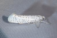 Yponomeuta evonymella