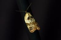Acleris variegana