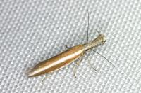 Pleurota aristella