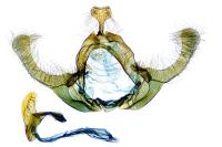 Endothenia marginana
