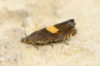 Dichrorampha petiverella