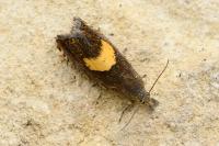 Dichrorampha petiverella