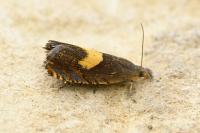 Dichrorampha petiverella