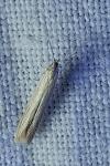 Coleophora