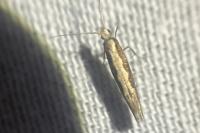 Plutella xylostella