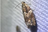 Gypsonoma minutana