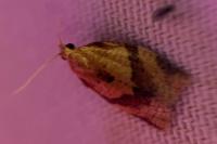 Clepsis consimilana