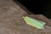 Tortrix viridana