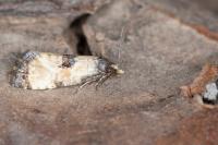 Neocochylis dubitana