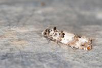 Epinotia thapsiana