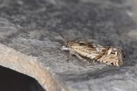 Eucosma aspidiscana