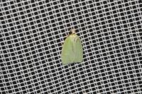 Tortrix viridana