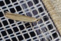 Coleophora