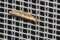 Plutella xylostella
