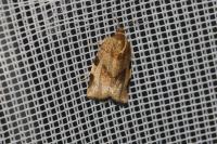 Choristoneura hebenstreitella
