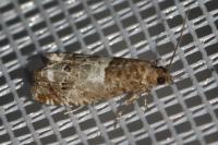 Notocelia trimaculana