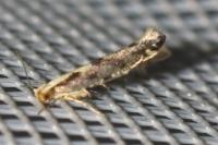 Argyresthia conjugella