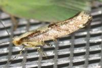 Argyresthia conjugella