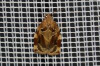 Archips xylosteana