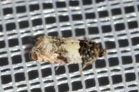 Gypsonoma dealbana