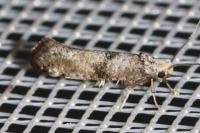 Paraswammerdamia nebulella