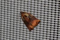 Archips podana