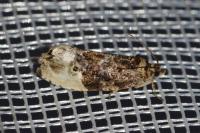 Hedya nubiferana
