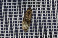 Hedya nubiferana