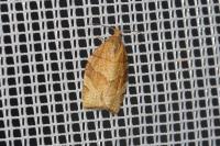 Pandemis cerasana