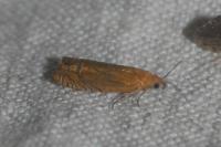 Lathronympha strigana