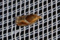 Ancylis obtusana