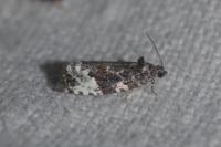 Apotomis sororculana
