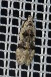 Altenia scriptella
