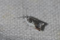 Ancylis laetana