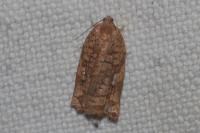 Archips oporana