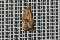 Ptycholoma lecheana