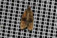 Ptycholoma lecheana