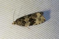 Orthotaenia undulana
