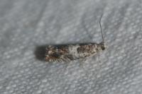 Epinotia subocellana