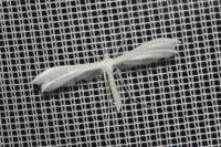 Pterophorus pentadactylus