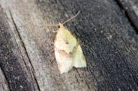 Clepsis consimilana