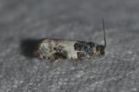 Gypsonoma sociana