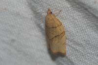 Pandemis cerasana