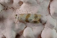 Phalonidia contractana